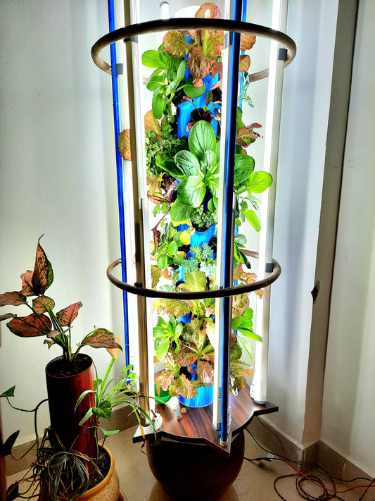 Kalp-Taru: The Indoor Wish Tree